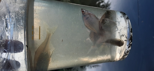 タイリクバラタナゴの釣果