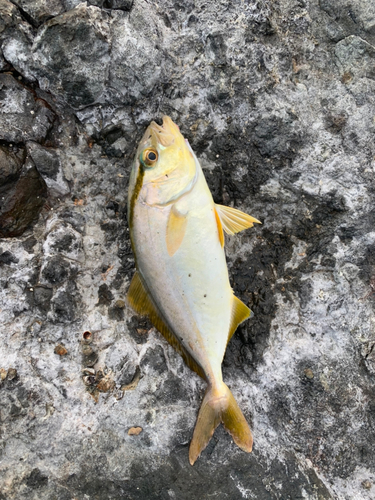 シオの釣果