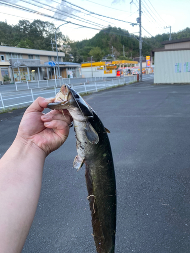 ナマズの釣果