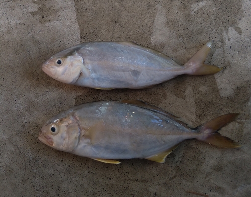 ショゴの釣果