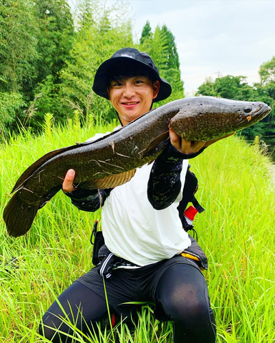 ライギョの釣果