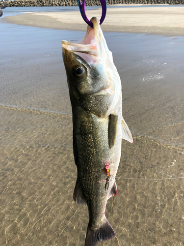 フッコ（マルスズキ）の釣果