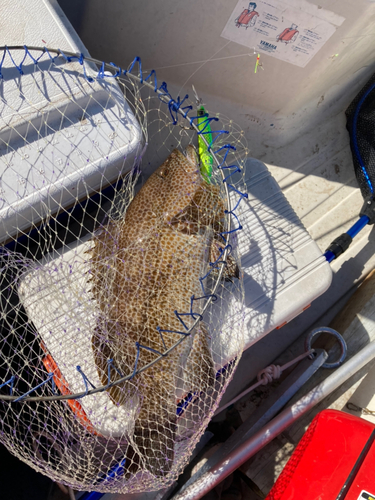 オオモンハタの釣果