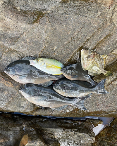 クロメジナの釣果