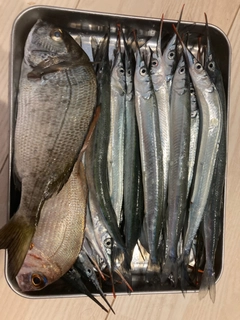 サヨリの釣果