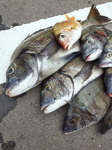 クロダイの釣果