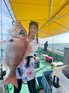 マダイの釣果