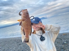 オオモンハタの釣果