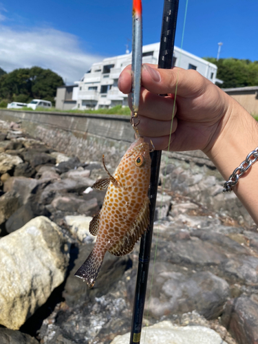 オオモンハタの釣果