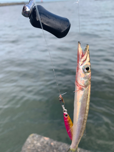 アカカマスの釣果