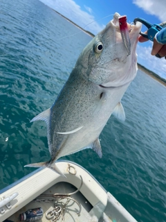 カスミアジの釣果