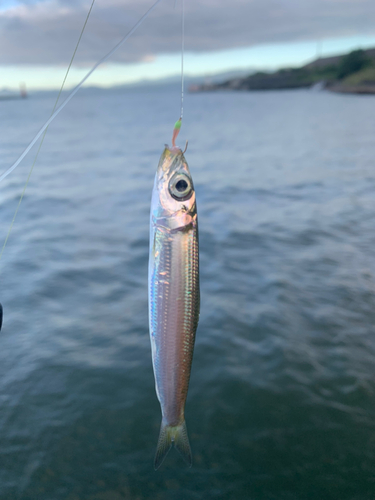 ウルメイワシの釣果