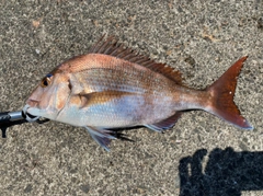 マダイの釣果