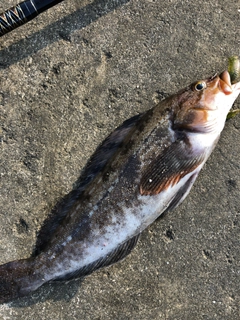 アイナメの釣果