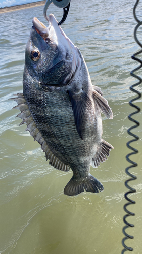 クロダイの釣果