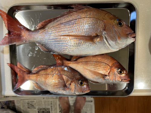 マダイの釣果