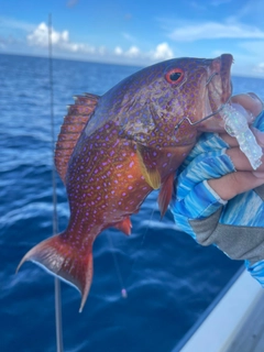 バラハタの釣果