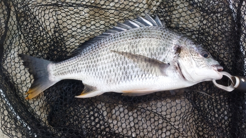 キビレの釣果