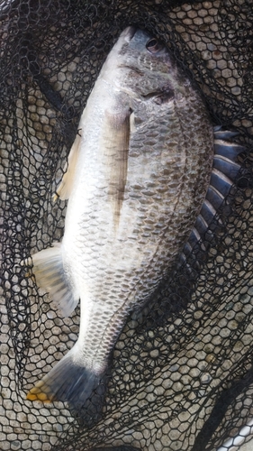 キビレの釣果