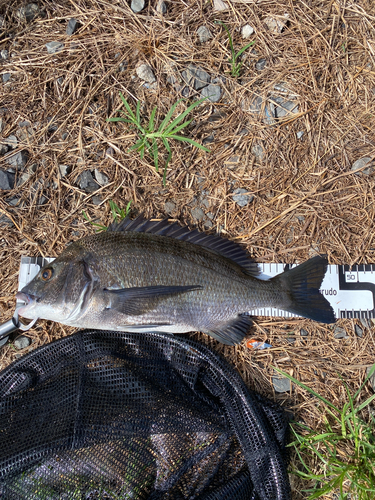 チヌの釣果