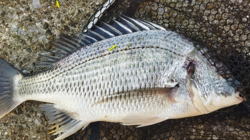 キビレの釣果