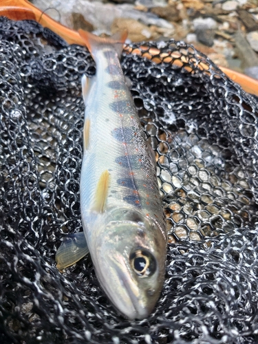 アマゴの釣果