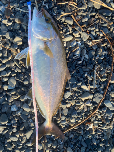 ショゴの釣果