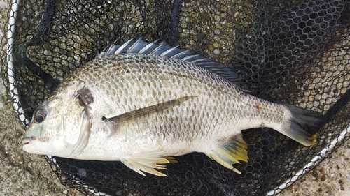 キビレの釣果