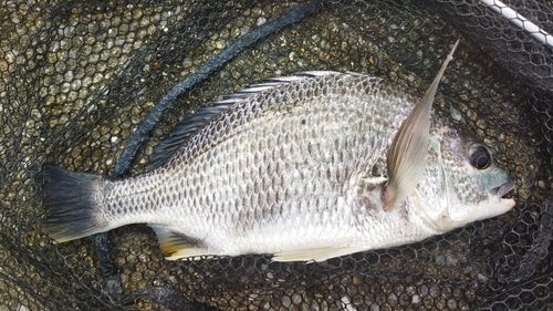 キビレの釣果