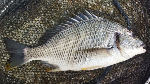 キビレの釣果