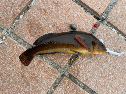 アブラコの釣果