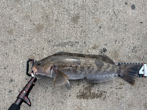 アイナメの釣果