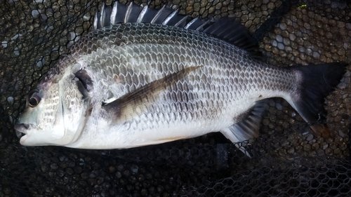 キビレの釣果