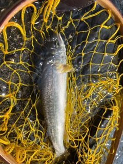 アメマスの釣果