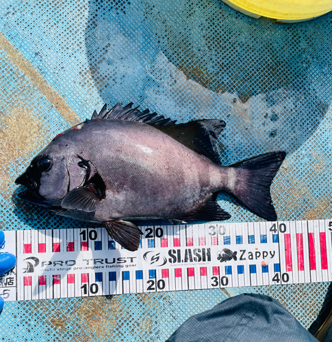 イシダイの釣果