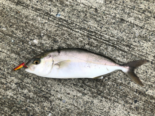 ショゴの釣果