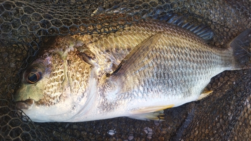 キビレの釣果