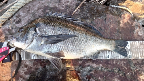 チヌの釣果