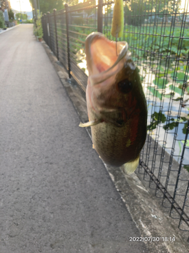 ブラックバスの釣果