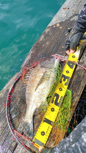 チヌの釣果