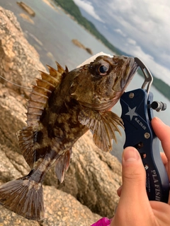 ガシラの釣果