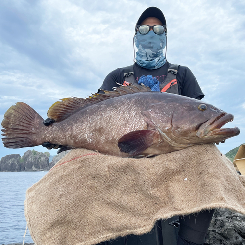 アラの釣果