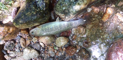 ニッコウイワナの釣果