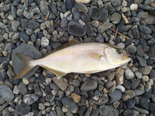 ショゴの釣果