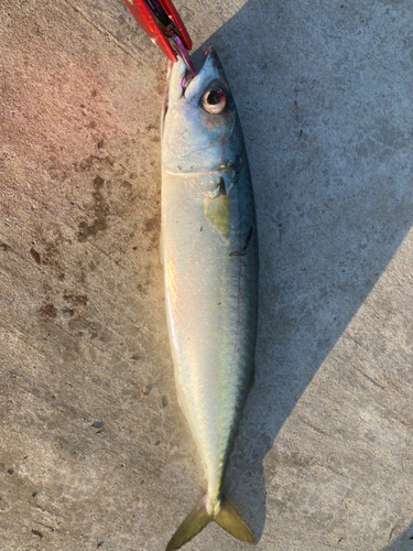 サバの釣果