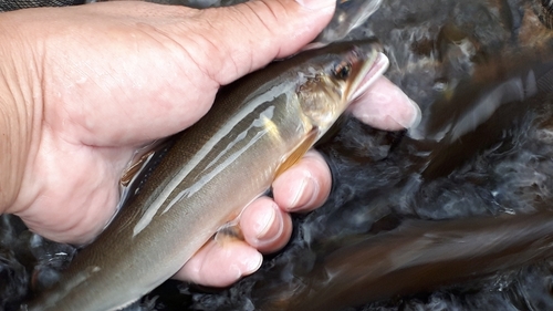 アユの釣果