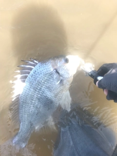 キビレの釣果