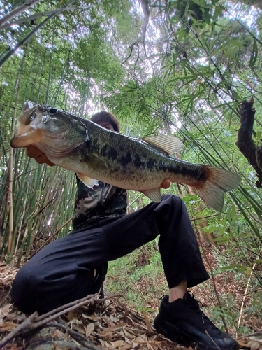 ブラックバスの釣果