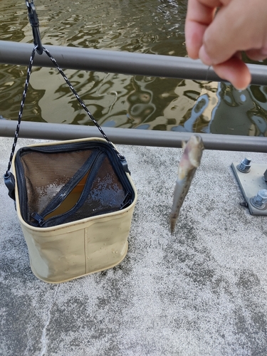 マハゼの釣果