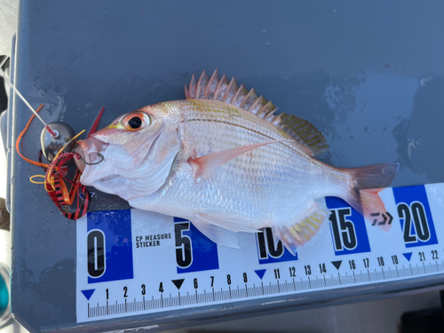 レンコダイの釣果